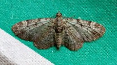 Green Pug (Pasiphila rectangulata)