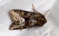 Marbled Minor (Oligia strigilis)
