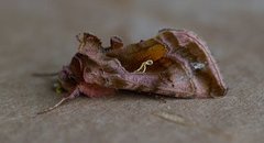 Fiolettbrunt metallfly (Autographa pulchrina)