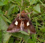 Storflekket metallfly (Autographa bractea)