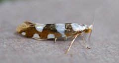 Gold-ribbon Argent (Argyresthia brockeella)