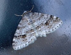 Welsh Wave (Venusia cambrica)