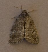 Common Lutestring (Ochropacha duplaris)