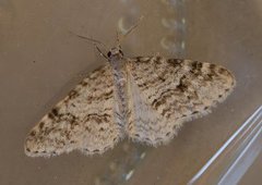 Welsh Wave (Venusia cambrica)