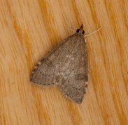 Dusky Pearl (Udea prunalis)