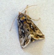 Gråbrunt metallfly (Autographa buraetica)