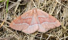 Barred Red (Hylaea fasciaria)