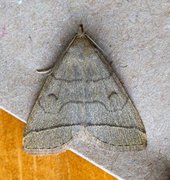 Gråbrunt viftefly (Herminia tarsipennalis)