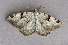 The V-Moth (Macaria wauaria)