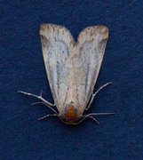Small Dotted Buff (Photedes minima)