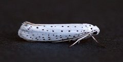 Heggspinnmøll (Yponomeuta evonymella)