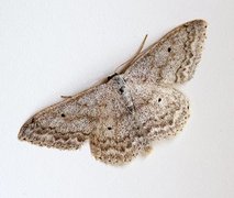 Cream Wave (Scopula incanata)