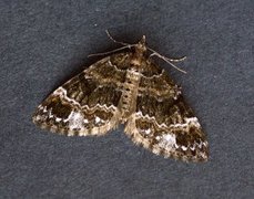Barred Carpet (Martania taeniata)