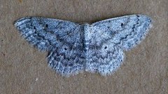 Cream Wave (Scopula incanata)