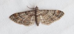 Double-striped Pug (Gymnoscelis rufifasciata)