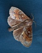 Pine Lappet (Dendrolimus pini)