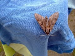 Pine Hawk-moth (Sphinx pinastri)