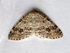 Welsh Wave (Venusia cambrica)