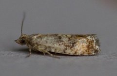Spruce Bud Moth (Zeiraphera ratzeburgiana)
