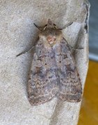 Barred Chestnut (Diarsia dahlii)