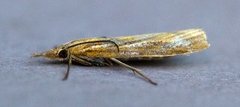 Barred Grass-veneer (Agriphila inquinatella)