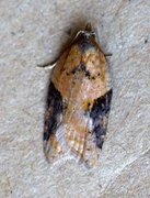 Buskflatvikler (Acleris laterana)