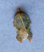 Grå flatvikler (Acleris effractana)