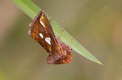 Langstreket metallfly (Plusia festucae)