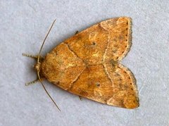 The Dun-bar (Cosmia trapezina)