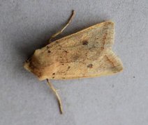 Yellow-line Quaker (Agrochola macilenta)