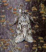 Early Grey (Xylocampa areola)