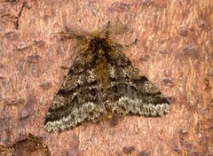 Brindled Beauty (Lycia hirtaria)