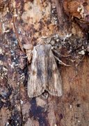 Brunt kappefly (Lithophane socia)