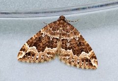 Water Carpet (Lampropteryx suffumata)