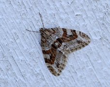 Barred Tooth-striped (Trichopteryx polycommata)