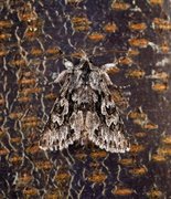 Early Grey (Xylocampa areola)