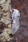 Puss Moth (Cerura vinula)