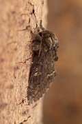 Large Dark Prominent (Notodonta torva)