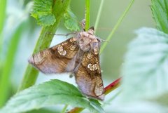 Tyrihjelmfly (Polychrysia moneta)