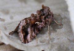 Plain Golden Y (Autographa jota)