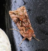 Beautiful Golden Y (Autographa pulchrina)