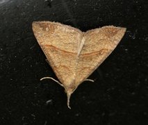 Neslenebbfly (Hypena proboscidalis)