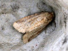 Small Dotted Buff (Photedes minima)