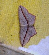 Blood-vein (Timandra comae)