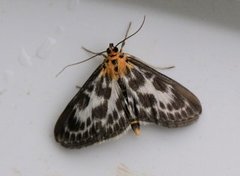 Small Magpie (Anania hortulata)