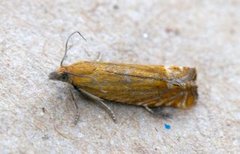 Red Piercer (Lathronympha strigana)