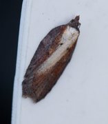 Seljeflatvikler (Acleris hastiana)