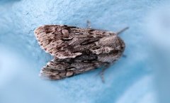 Rannoch Sprawler (Brachionycha nubeculosa)