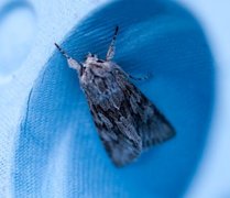 Early Grey (Xylocampa areola)