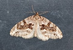 Barred Tooth-striped (Trichopteryx polycommata)